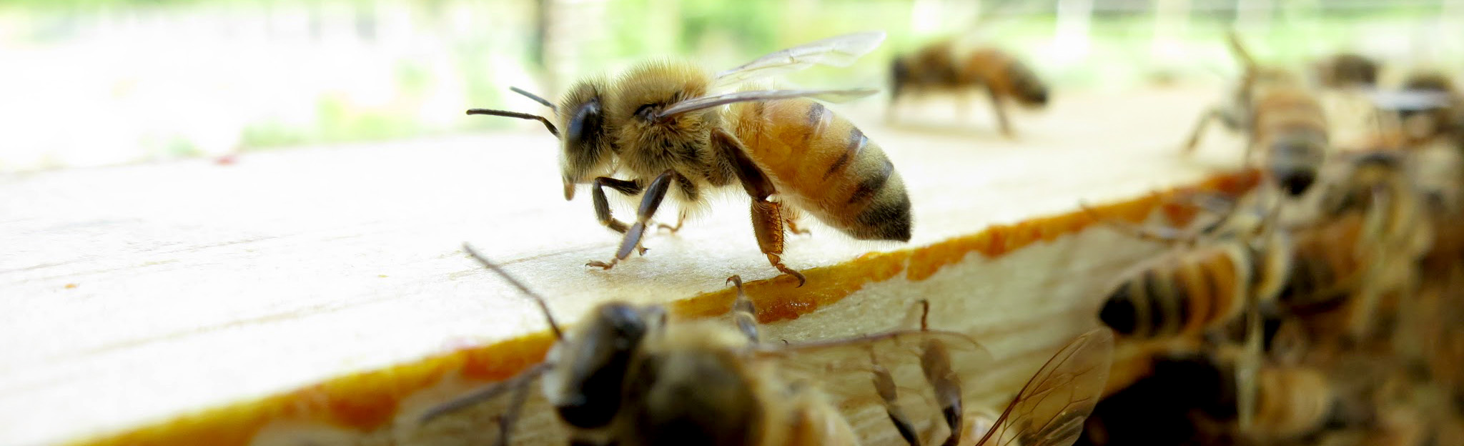 Beekeeping  N.C. Cooperative Extension